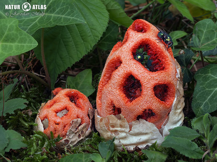 mřížovka červená (Clathrus ruber)