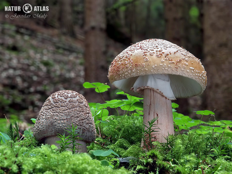muchomůrka růžovka (Amanita rubescens)