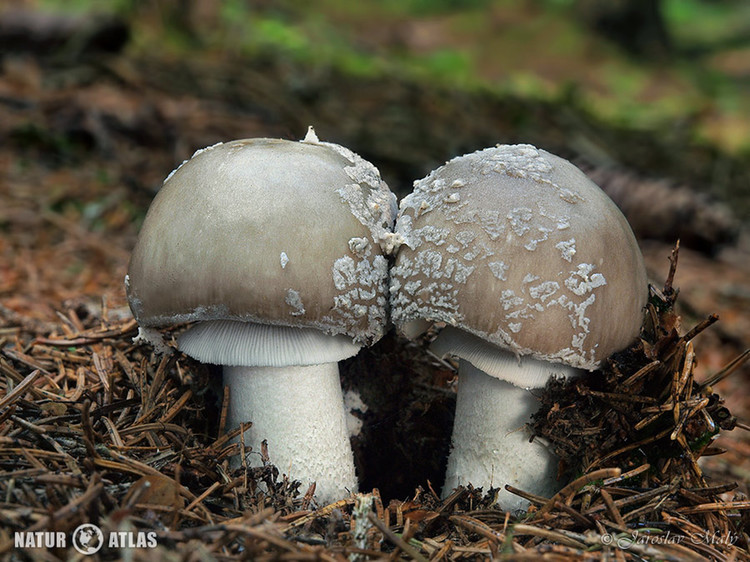 muchomůrka šedivka (Amanita excelsa)