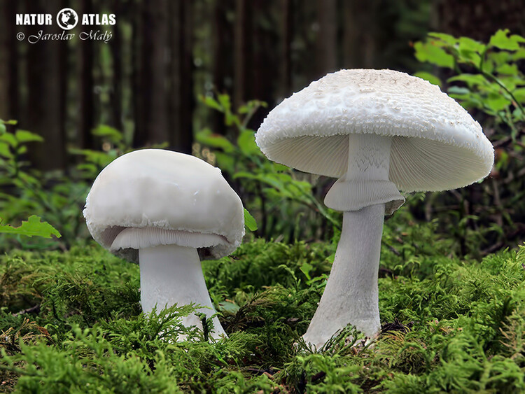 muchomůrka šedivka bílá (Amanita excelsa f. alba)