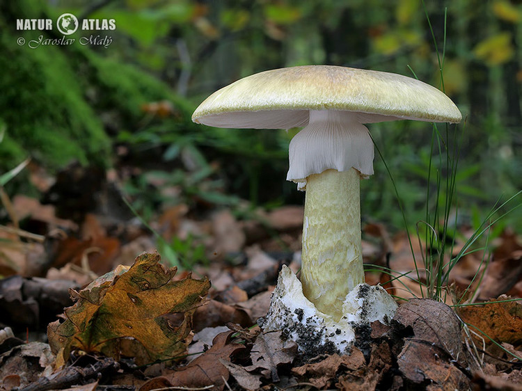 muchomůrka zelená (Amanita phalloides)