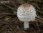 bedla červenající (Chlorophyllum rachodes)