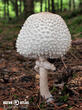 bedla dívčí (Leucoagaricus nympharum)