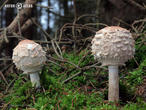 bedla šedohnědá (Chlorophyllum olivieri)