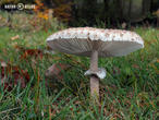 bedla vyniklá (Macrolepiota prominens)