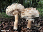 bedla zahradní (Chlorophyllum brunneum)