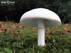 bedla zardělá (Leucoagaricus leucothites)