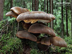čechratice černohuňatá (Tapinella atrotomentosa)