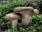 čechratka podvinutá (Paxillus involutus)