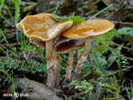 čepičatka jehličnanová (Galerina marginata)