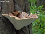 choroš šupinatý (Polyporus squamosus)