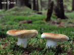 čirůvka celerová (Tricholoma apium)