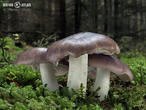 čirůvka havelka (Tricholoma portentosum)