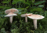 čirůvka májovka (Calocybe gambosa)