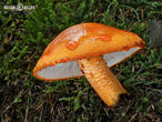 čirůvka oranžová (Tricholoma aurantium)