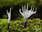 dřevnatka parohatá (Xylaria hypoxylon)