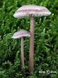 helmovka ředkvičková (Mycena pura)
