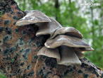 hlíva čepičkatá (Pleurotus calyptratus)