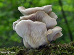 hlíva plicní (Pleurotus pulmonarius)