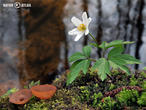 hlízenka sasanková (Dumontinia tuberosa)