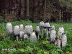 hnojník obecný (Coprinus comatus)