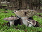 holubinka černající (Russula nigricans)