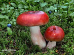 holubinka jahodová (Russula paludosa)