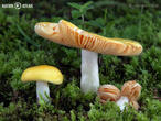 holubinka měnlivá (Russula risigallina)