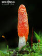 housenice červená (Cordyceps militaris)