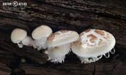 houževnatec šupinatý (Neolentinus suffrutescens)