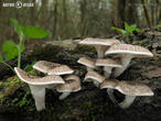 houževnatec tygrovaný (Lentinus tigrinus)