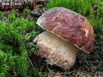 hřib borový (Boletus pinophilus)