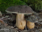 hřib bronzový (Boletus aereus)