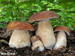 hřib dubový (Boletus reticulatus)