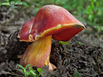 hřib Dupainův (Rubroboletus dupainii)