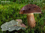 hřib hnědý (Imleria badia)