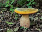 hřib koloděj (Suillellus luridus)
