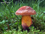 hřib koloděj červený (Suillellus luridus var. rubriceps)