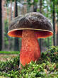 hřib kovář (Neoboletus luridiformis)