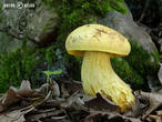 hřib kovář žlutý (Neoboletus erythropus f. pseudosulphureus)