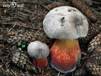 hřib kříšť (Caloboletus calopus)