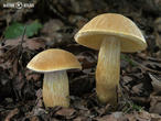 hřib moravský (Aureoboletus moravicus)