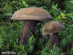 hřib nachovýtrusý (Porphyrellus porphyrosporus)