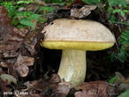 hřib plavý (Hemileccinum impolitum)