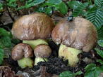 hřib přívěskatý (Butyriboletus appendiculatus)