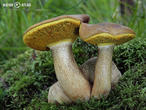 hřib příživný (parazitický) (Pseudoboletus parasiticus)