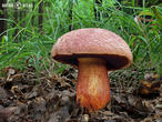 hřib rudonachový (Imperator rhodopurpureus)