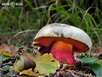 hřib satan (Rubroboletus satanas)