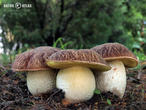 hřib skvrnitý (Hemileccinum depilatum)