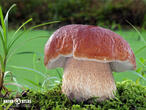 hřib smrkový (Boletus edulis)